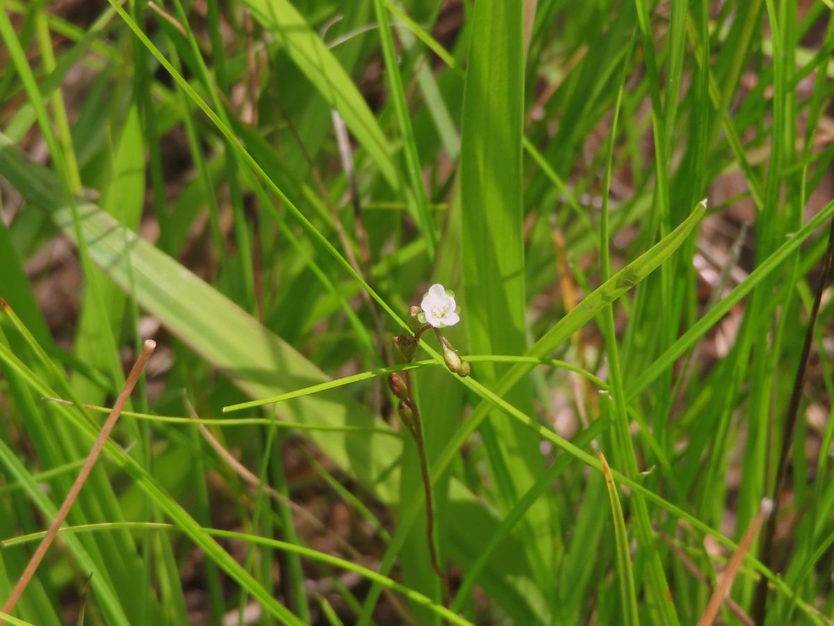 カキランの咲く湿原②