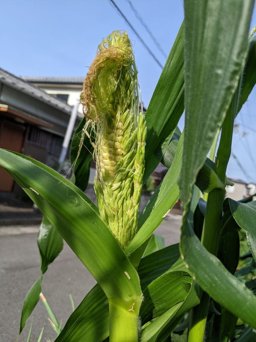 招かれる客と招かれざる🐛