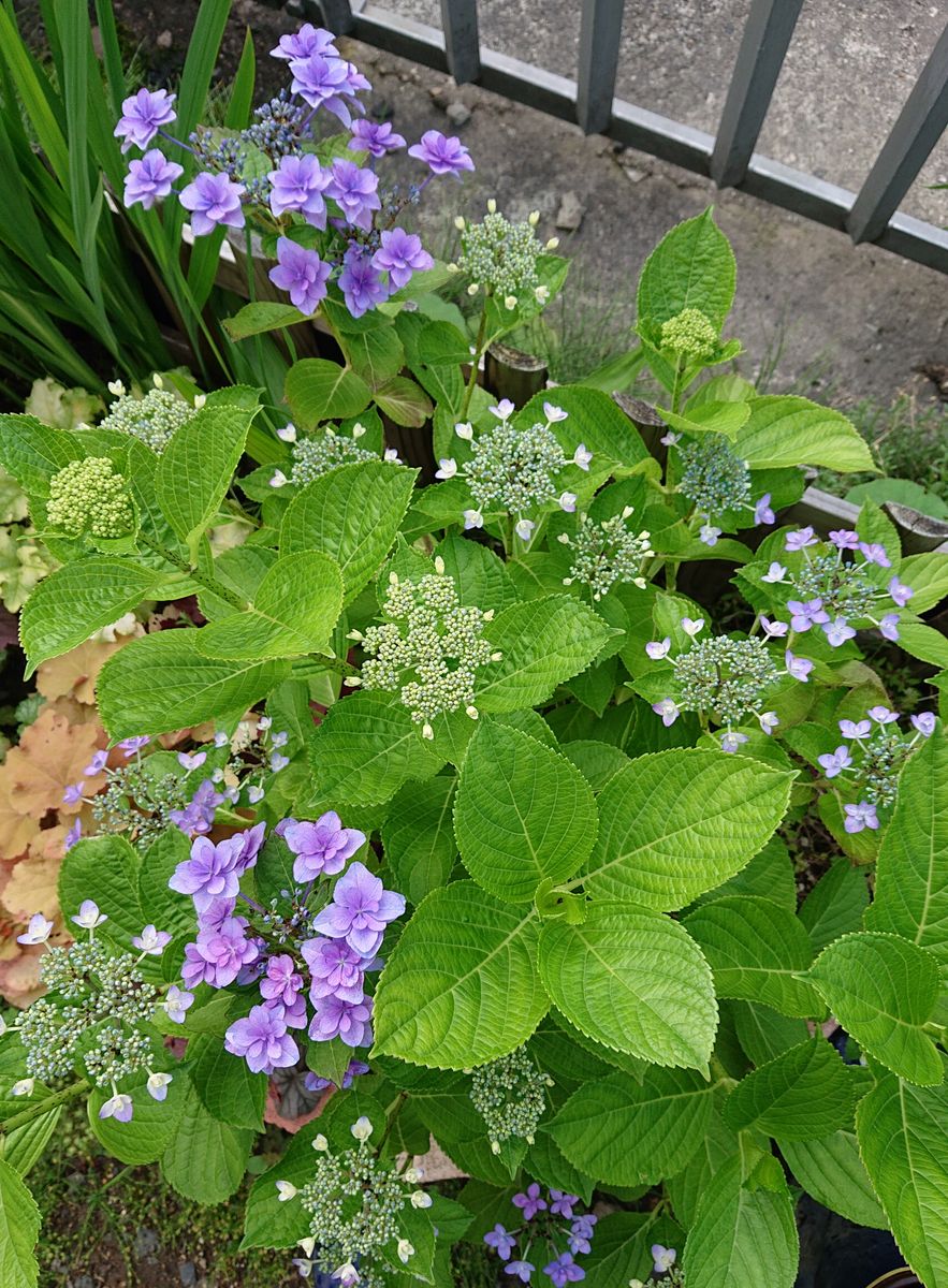 我が家の紫陽花☂️