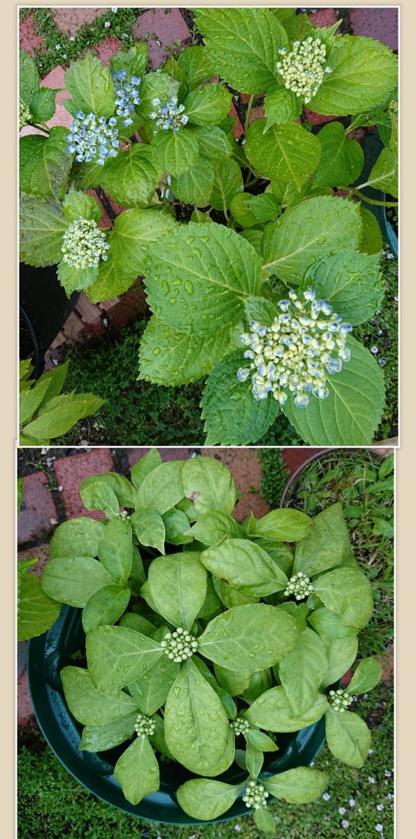 我が家の紫陽花☂️