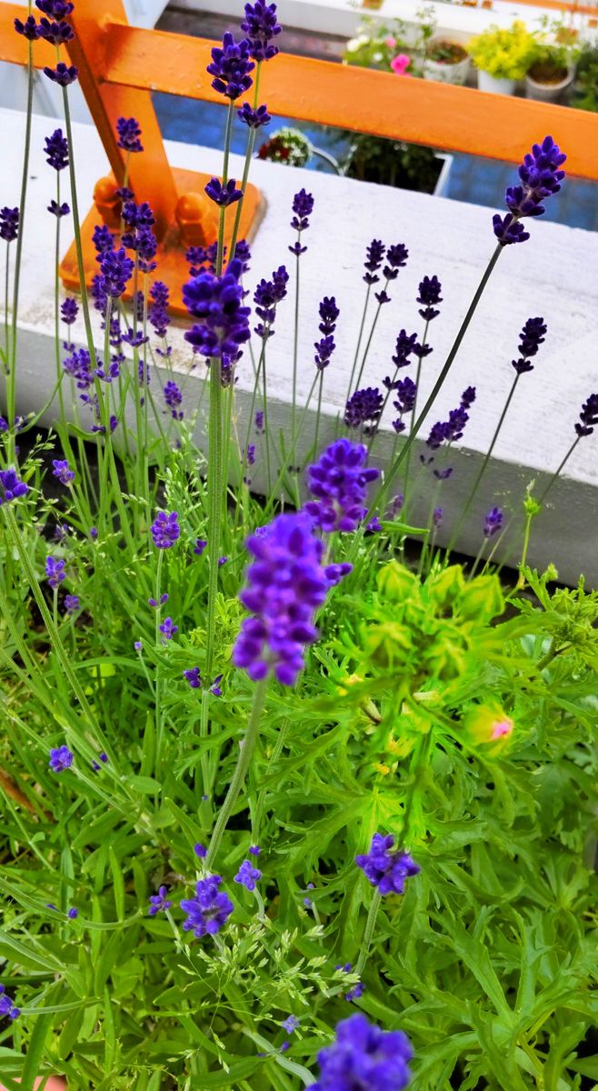 富良野ラベンダーの開花