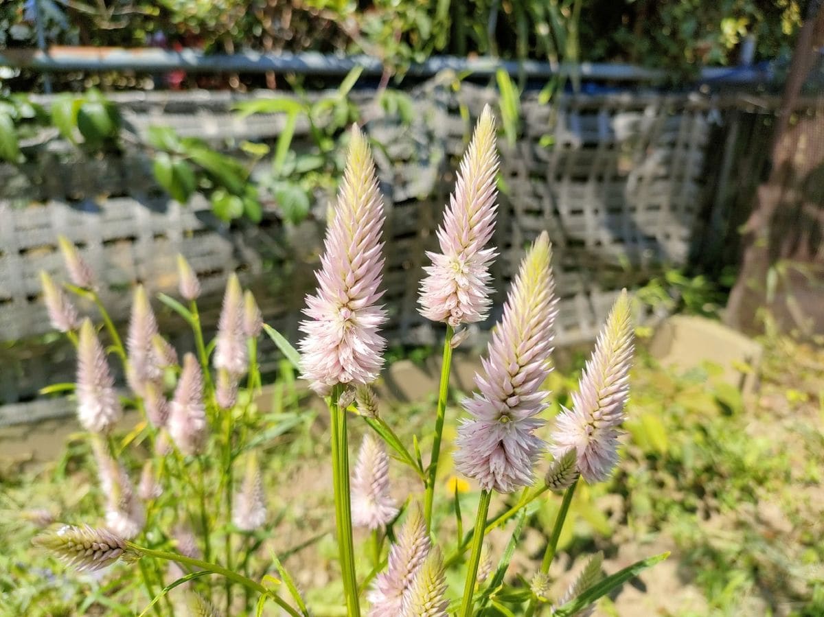 ノゲイトウさんの花が満開🌼