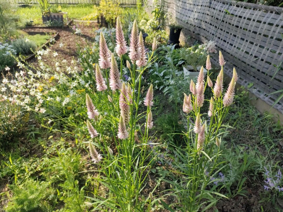 ノゲイトウさんの花が満開🌼