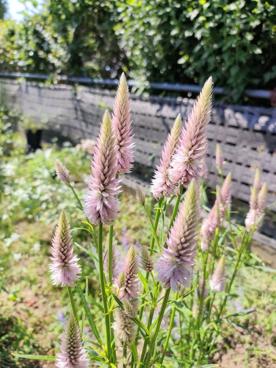 ノゲイトウさんの花が満開🌼