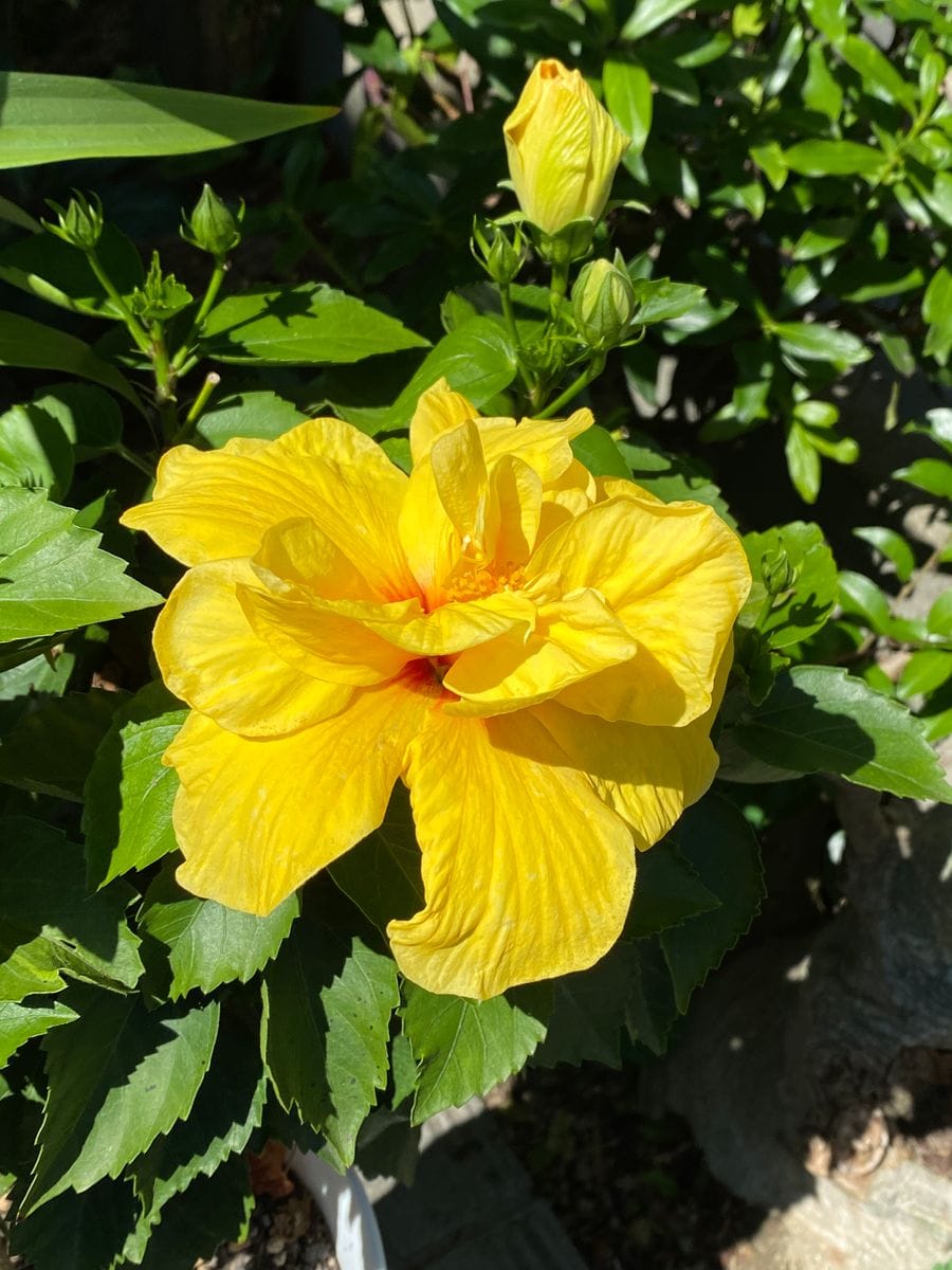 梅雨明け後の花