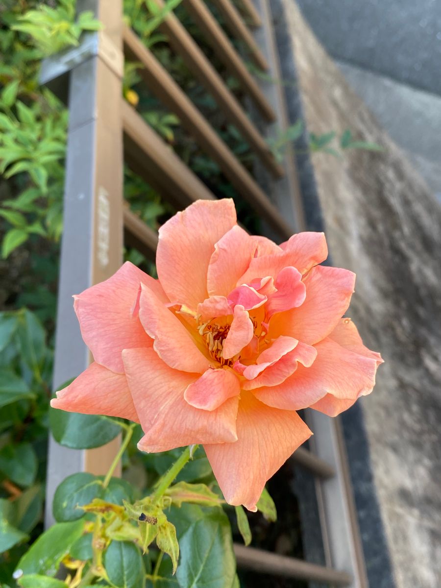 梅雨明け後の花