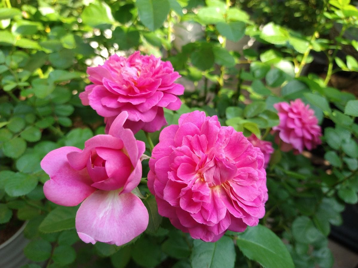 今朝も咲いた🌹を✂