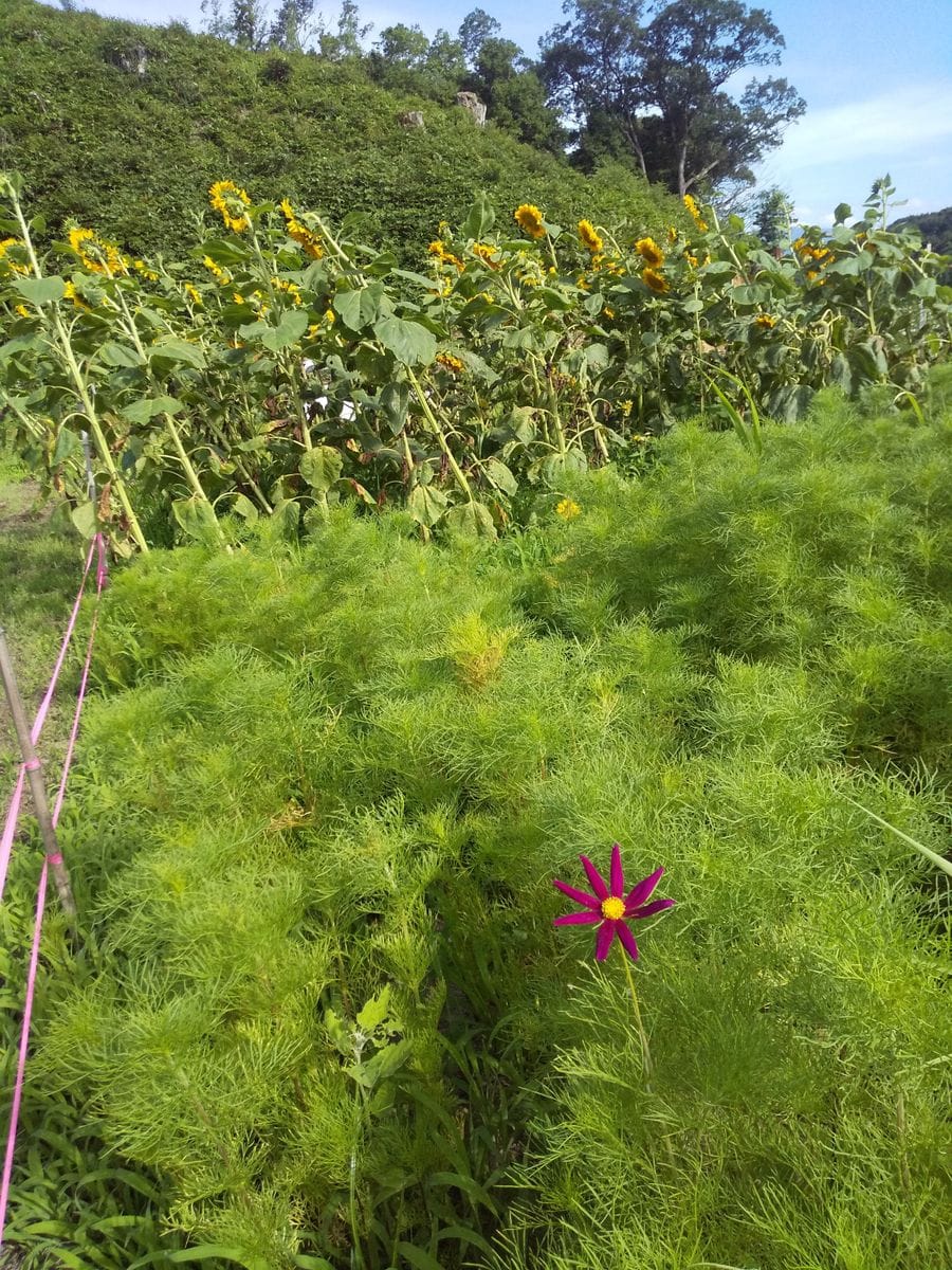 また新花壇