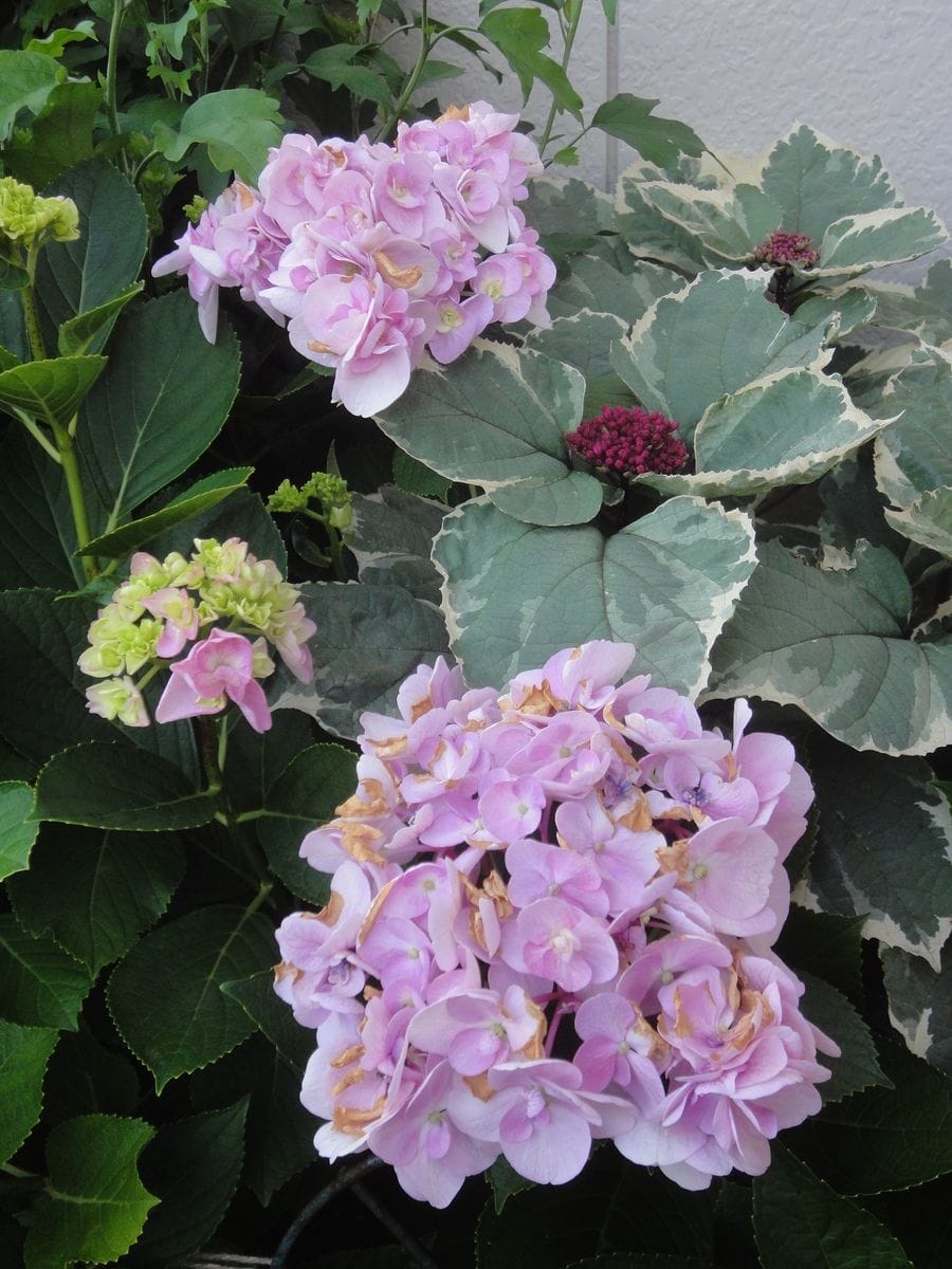 紫陽花が焼けた～💧