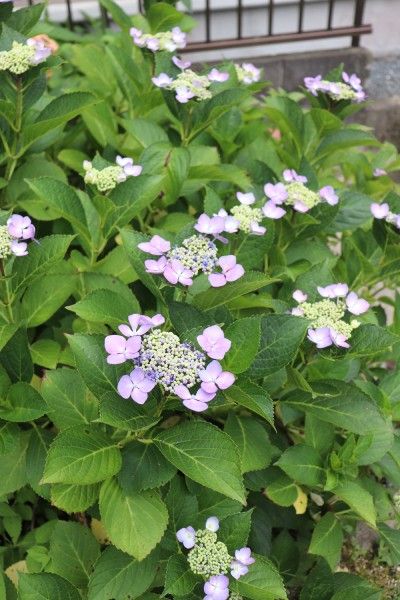 日陰ガーデンの紫陽花