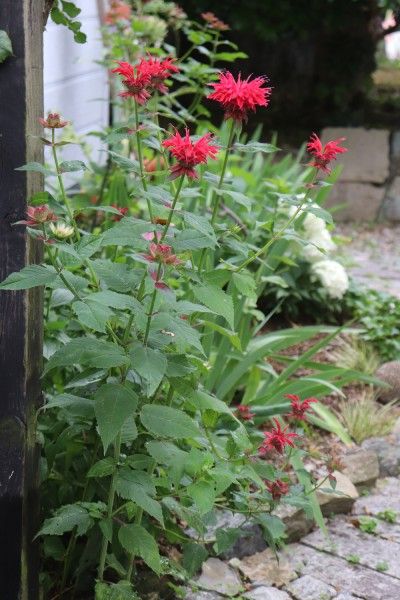 日陰ガーデンの紫陽花