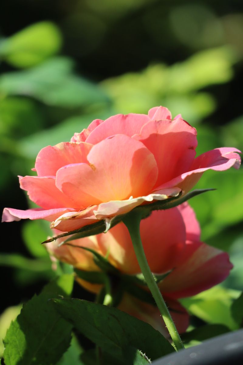 🌡️猛暑日にもめげずに🌹ポール．セザンヌ🌹