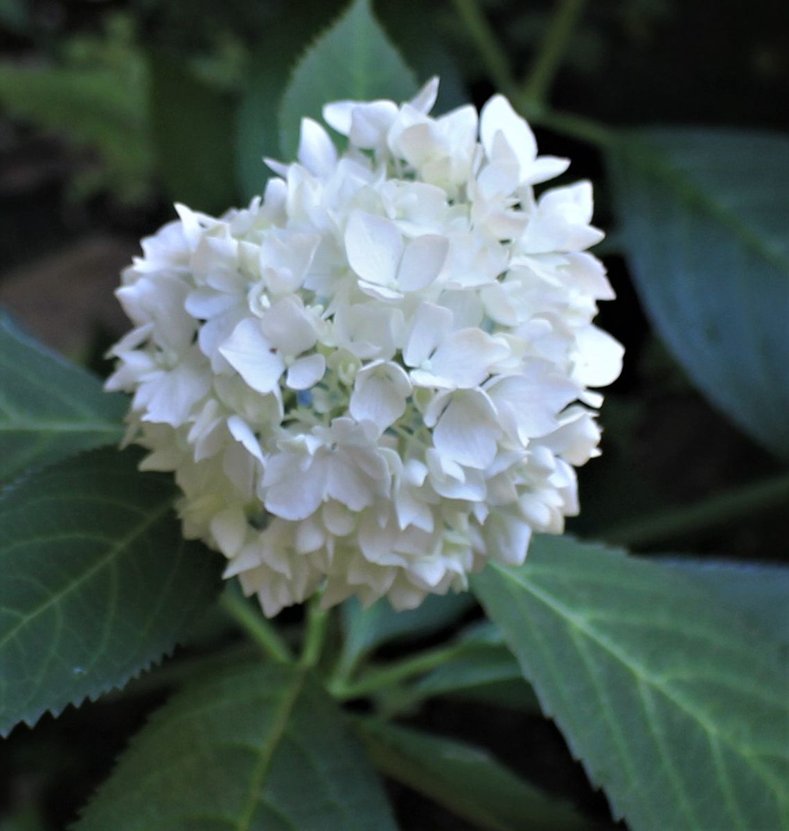 白い花たち