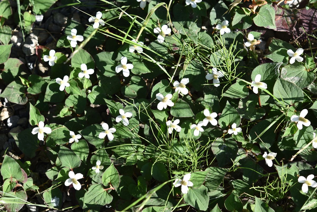 アサガオ、植えました。