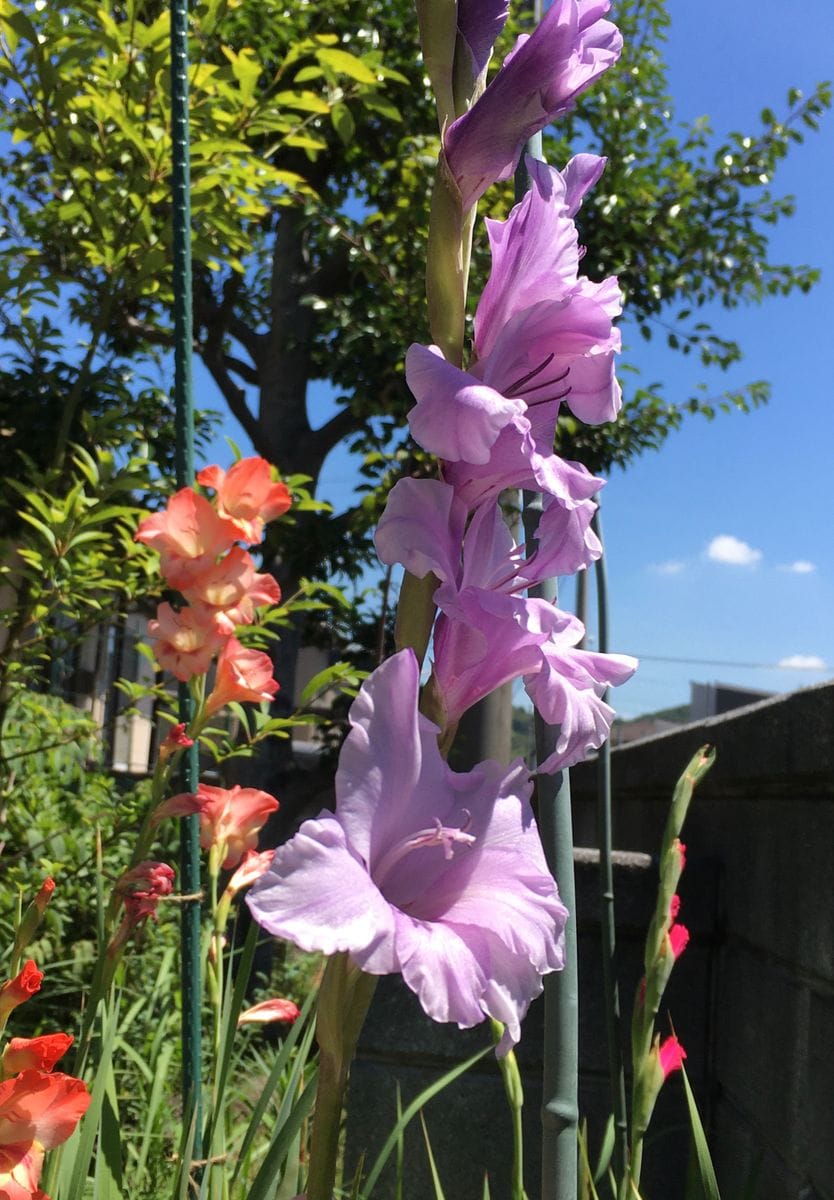 虫とか草とか（写真②③は虫）