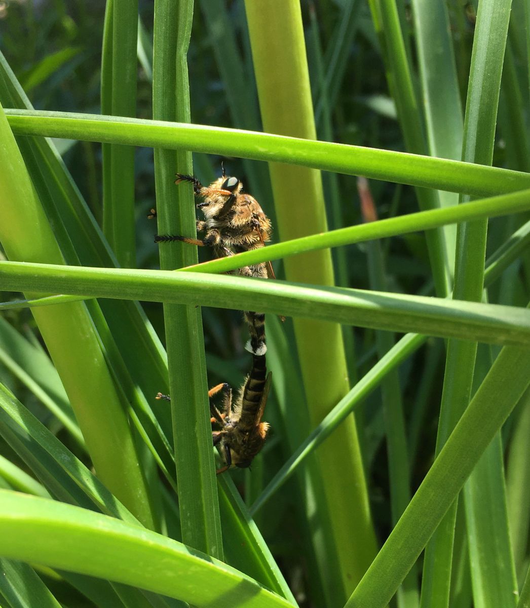 虫とか草とか（写真②③は虫）