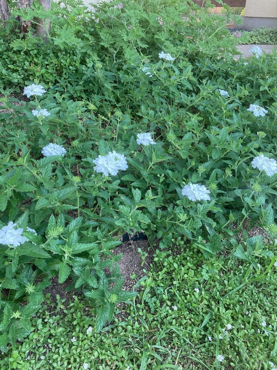 ♪また君に〜恋してる