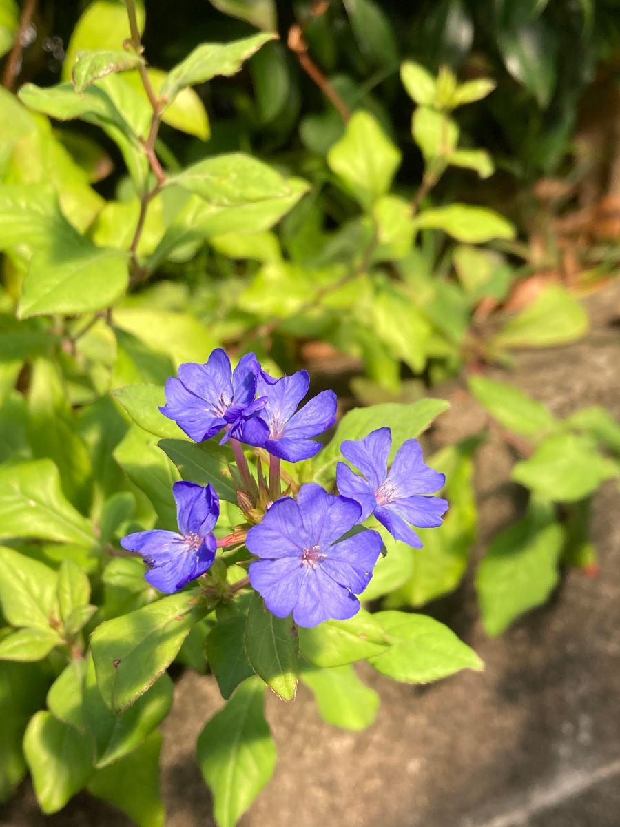 ルリマツリモドキの東向きと西向き。