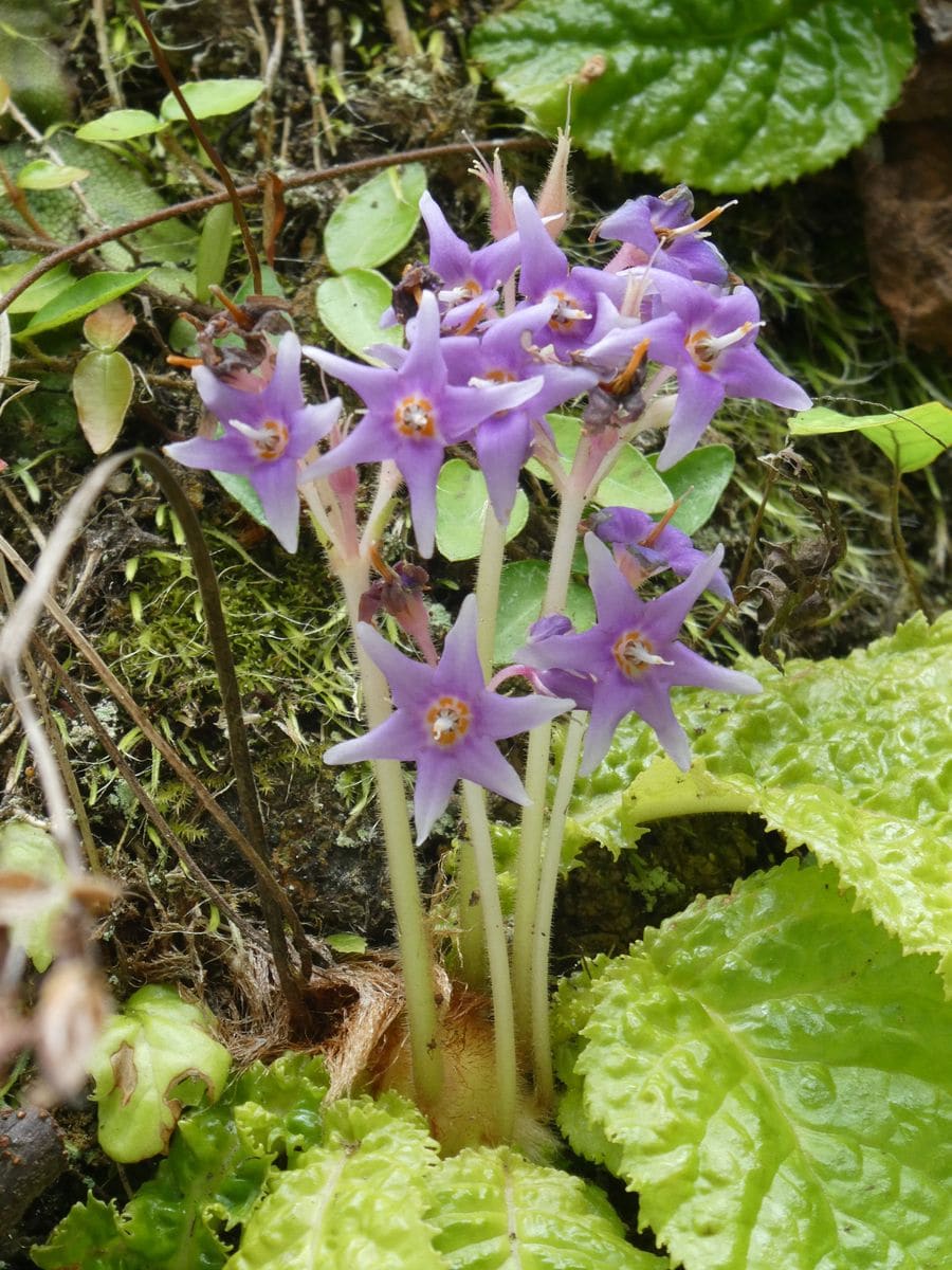 鎌倉の風④ イワタバコ、紫陽花、源氏ボタル