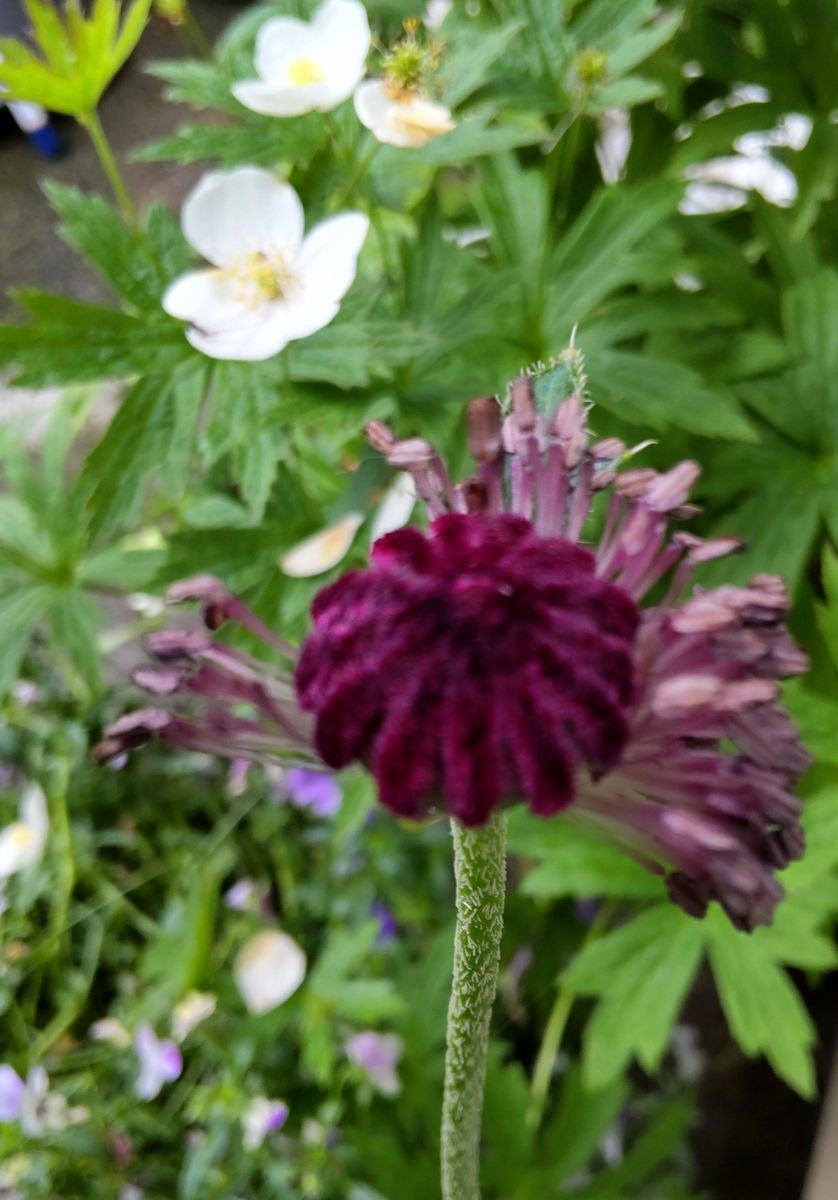 雨上がりのベランダの花