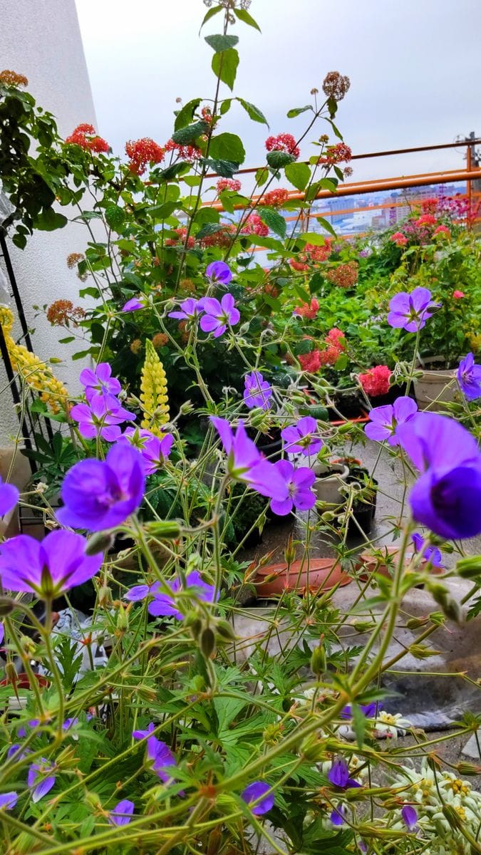 雨上がりのベランダの花