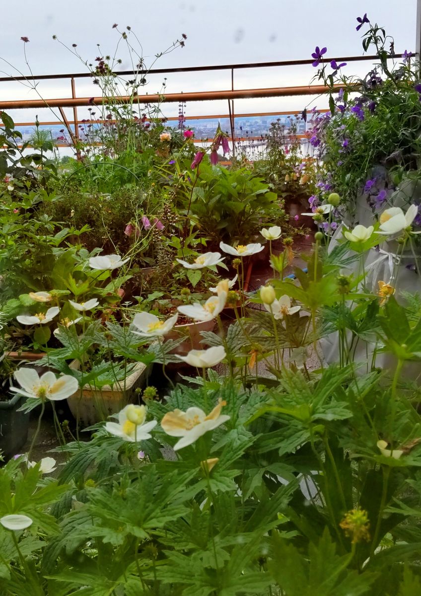 雨上がりのベランダの花