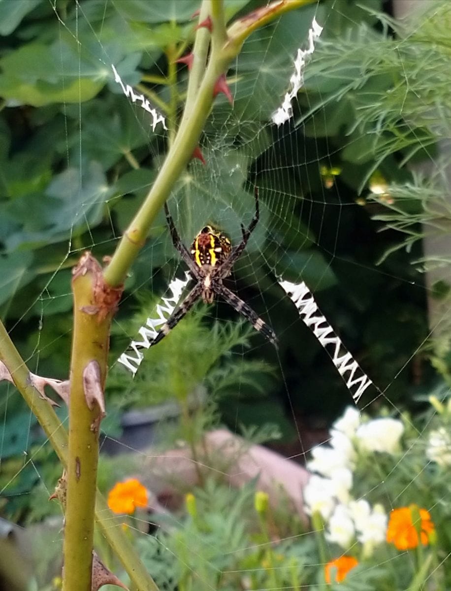 我が家の庭の花