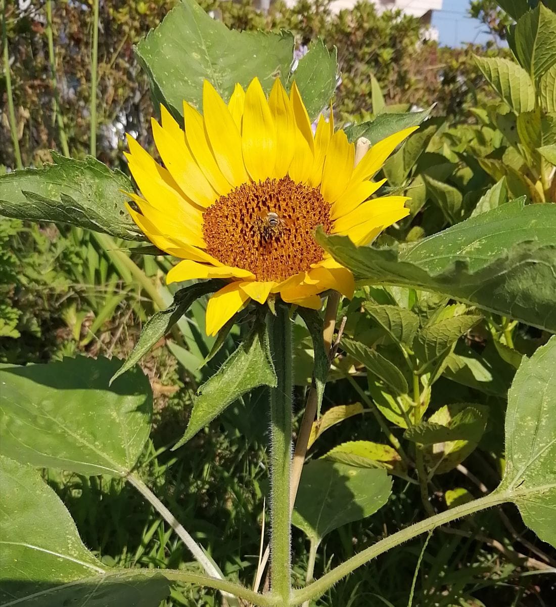 向日葵🌻咲きました～🎶