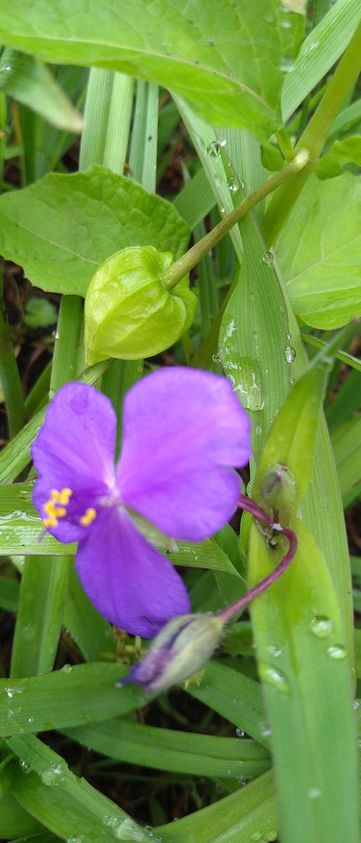 ムラサキツユクサ　⚠虫の写真あり