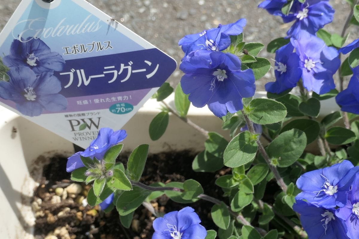 家の東に青色のお花を