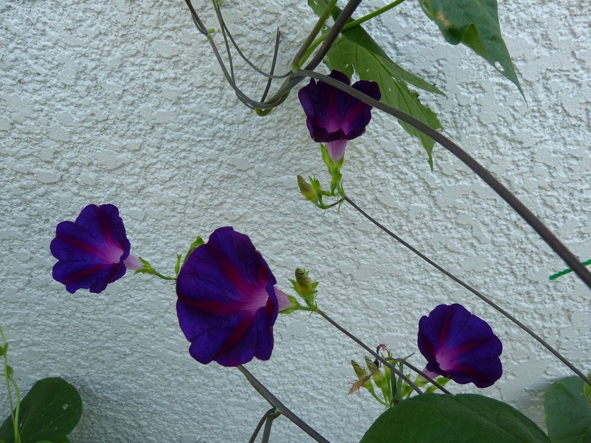 朝顔日記🎶江戸風情・常陸の花火・ルコウソウ