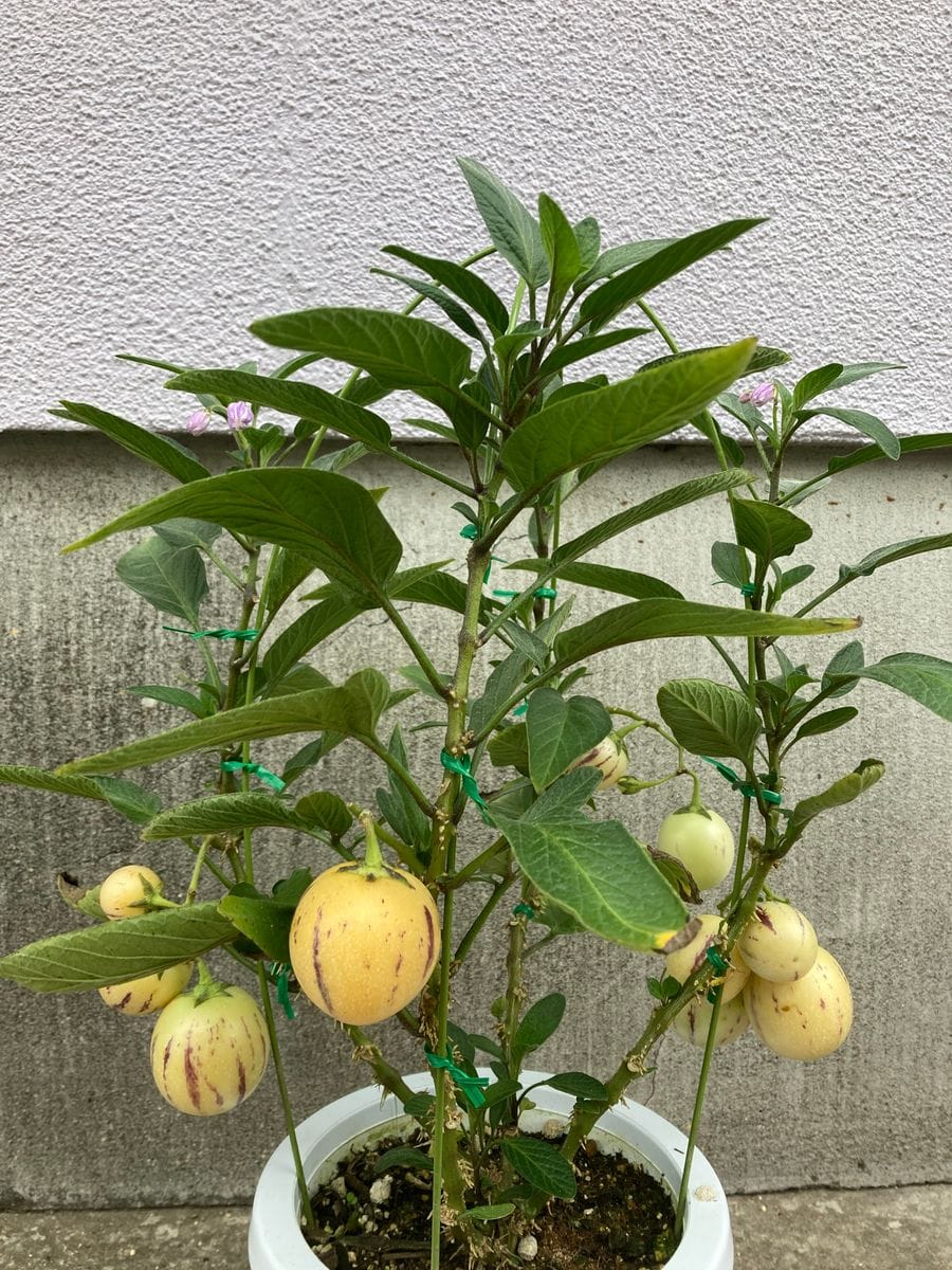 梅雨に咲く