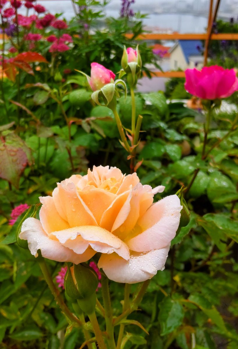 雨上がりのベランダの花