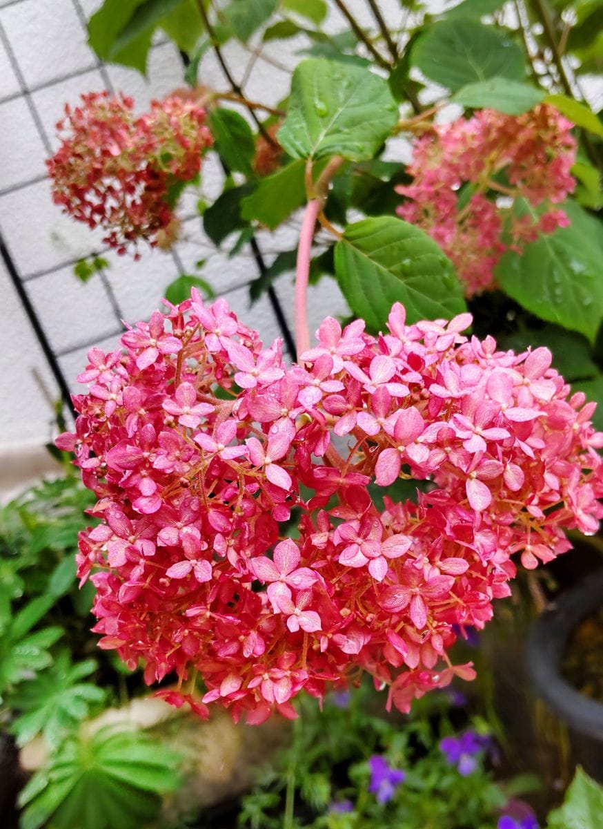 雨上がりのベランダの花