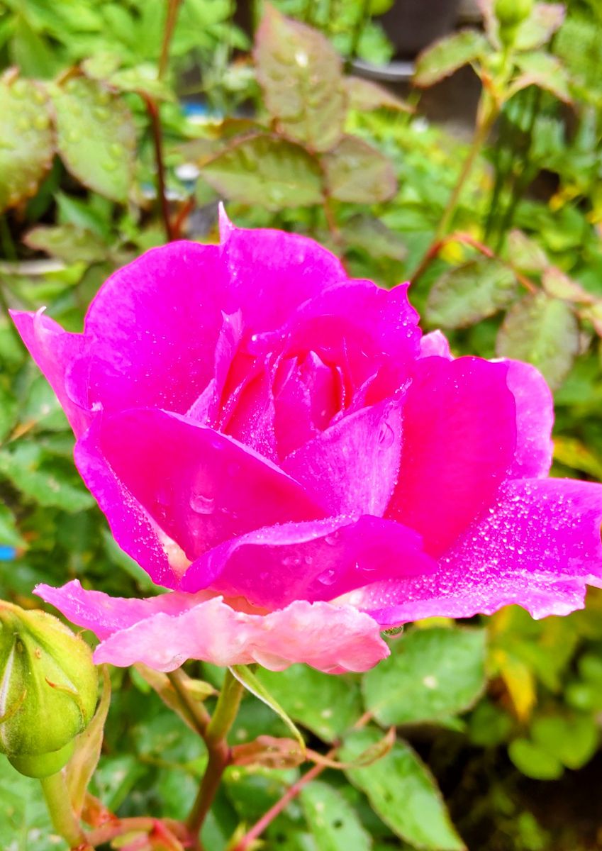 雨上がりのベランダの花