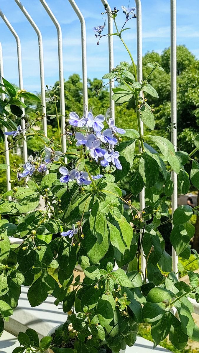 夏空に舞う。