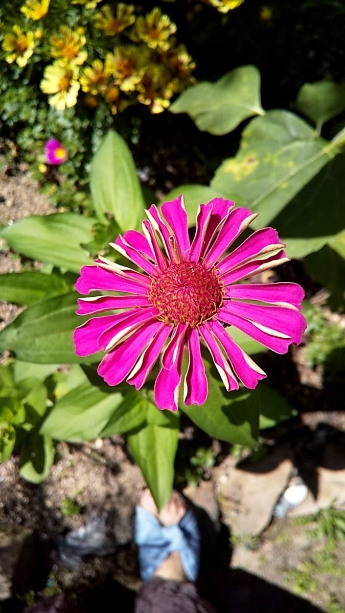 実のなる花達と種蒔きジニア