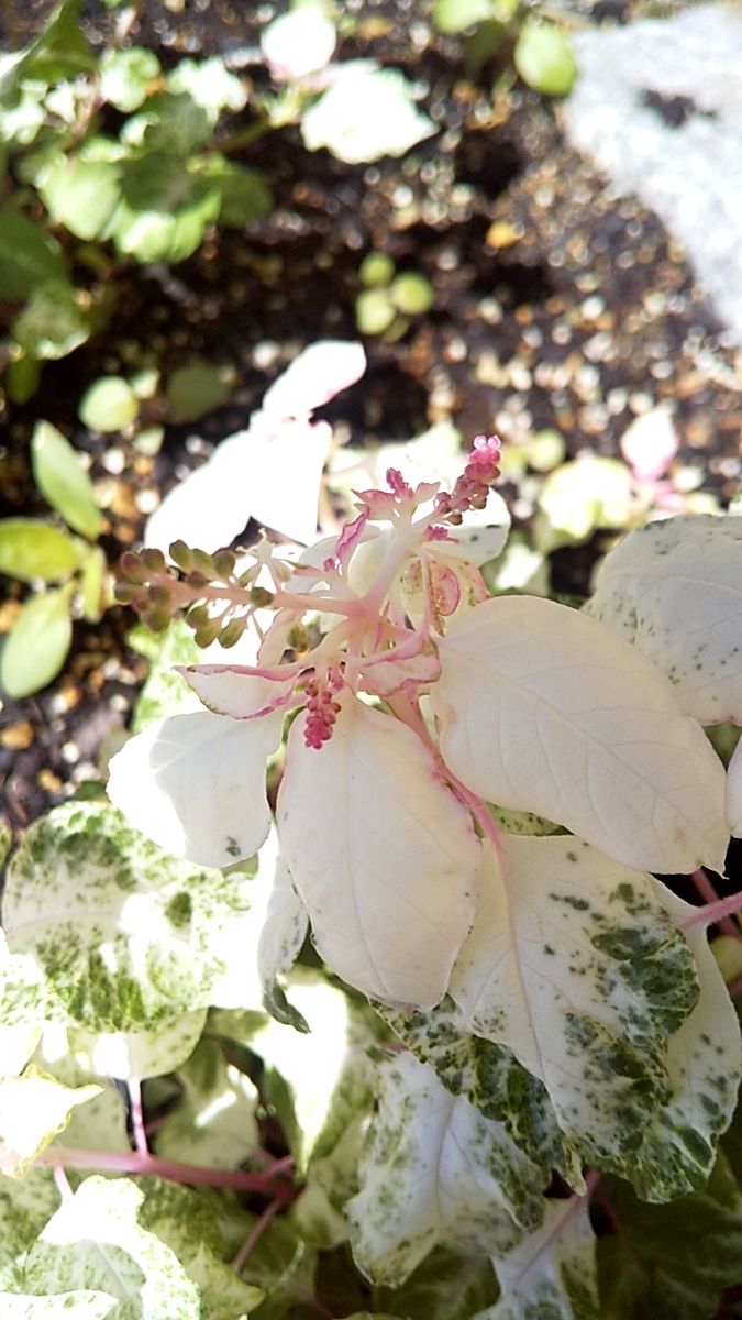 実のなる花達と種蒔きジニア