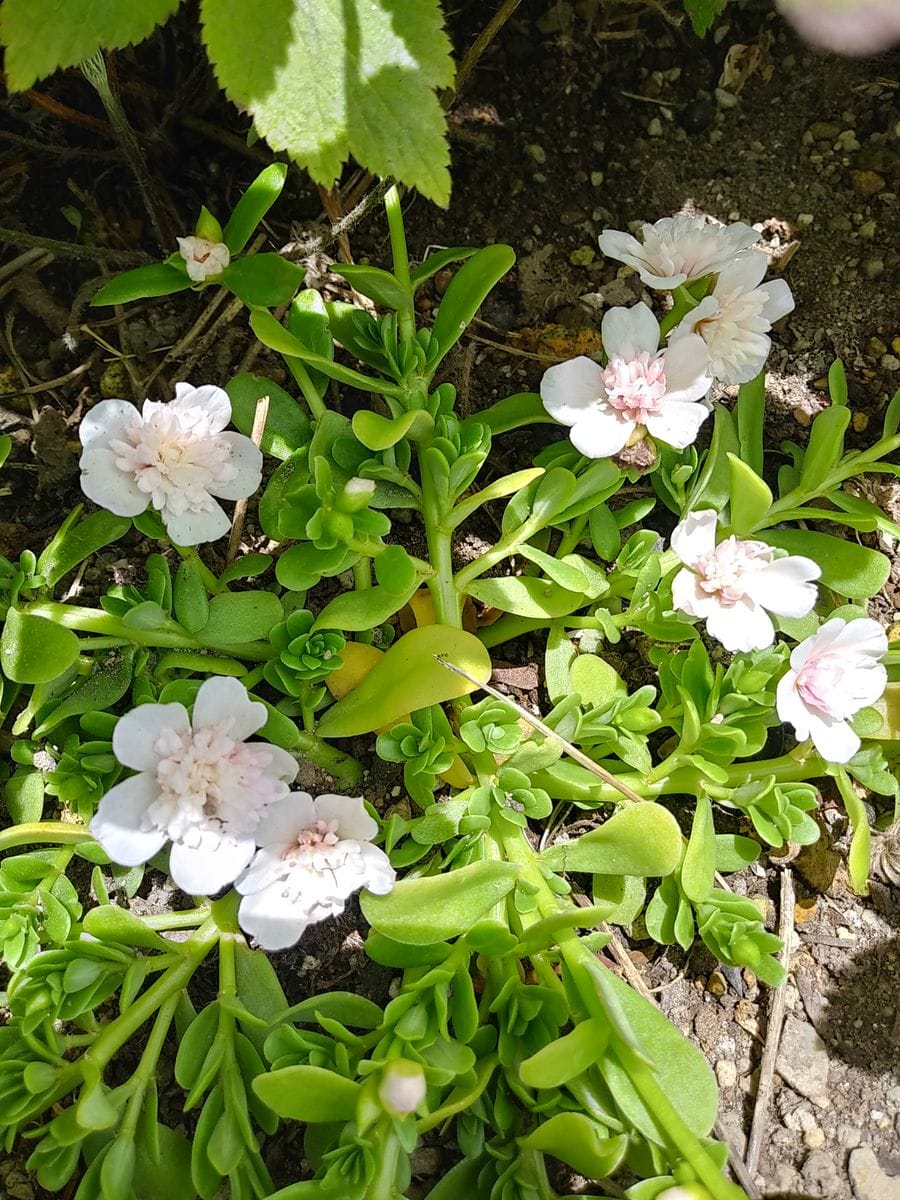 ありがとう😆💕✨薔薇🌹万葉　美しい〰️✨🤣