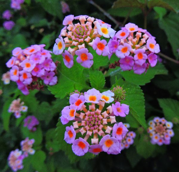 散歩道の花～ランタナ