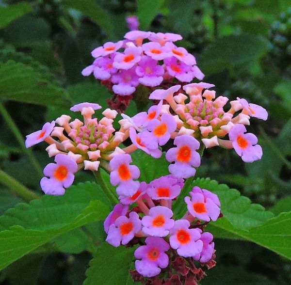 散歩道の花～ランタナ