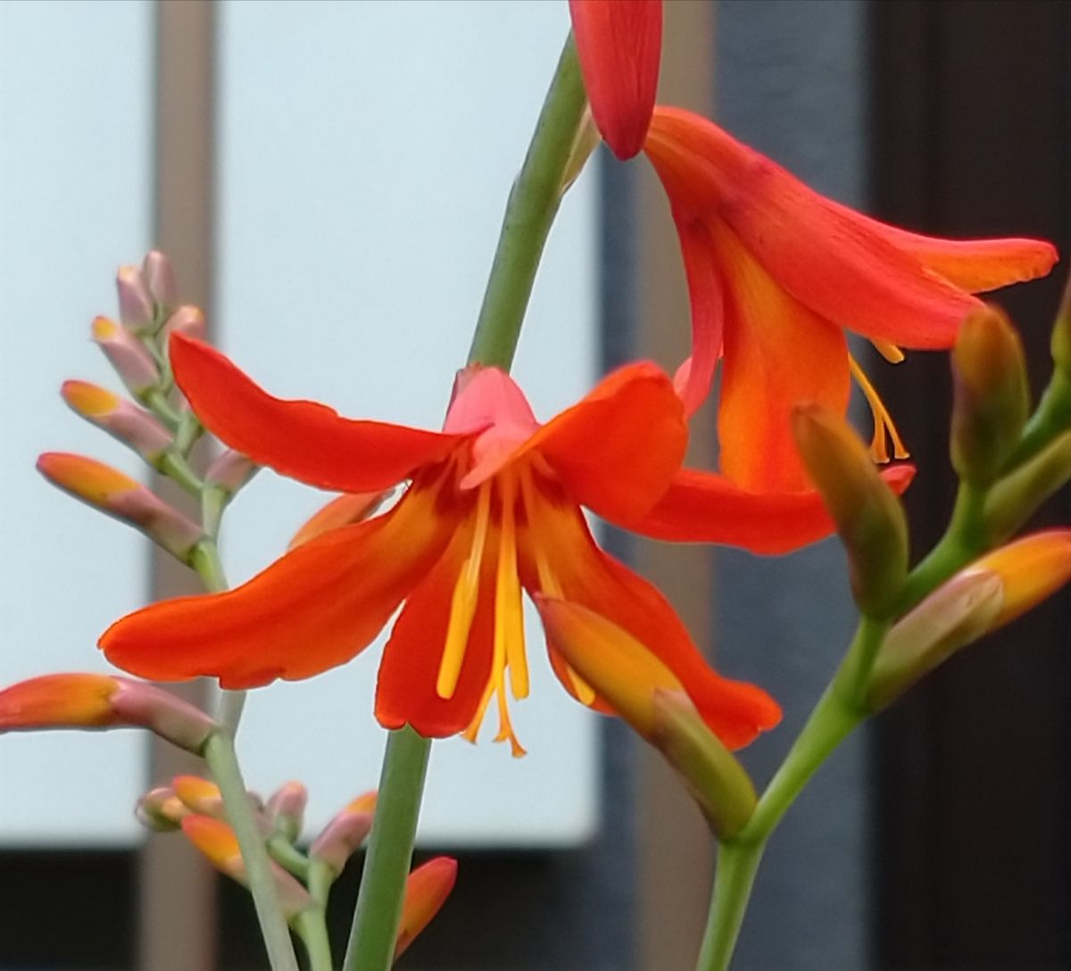 我が家の庭の花