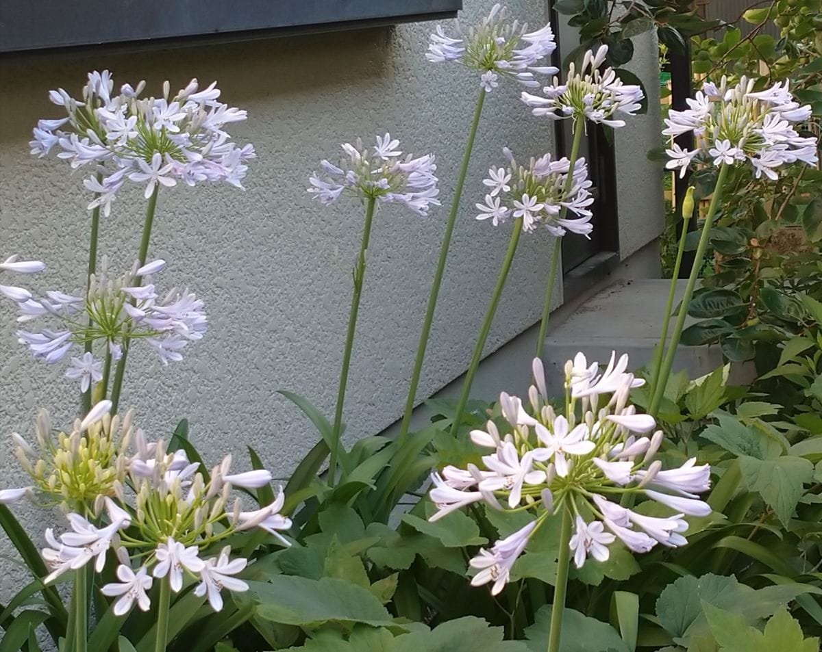 我が家の庭の花