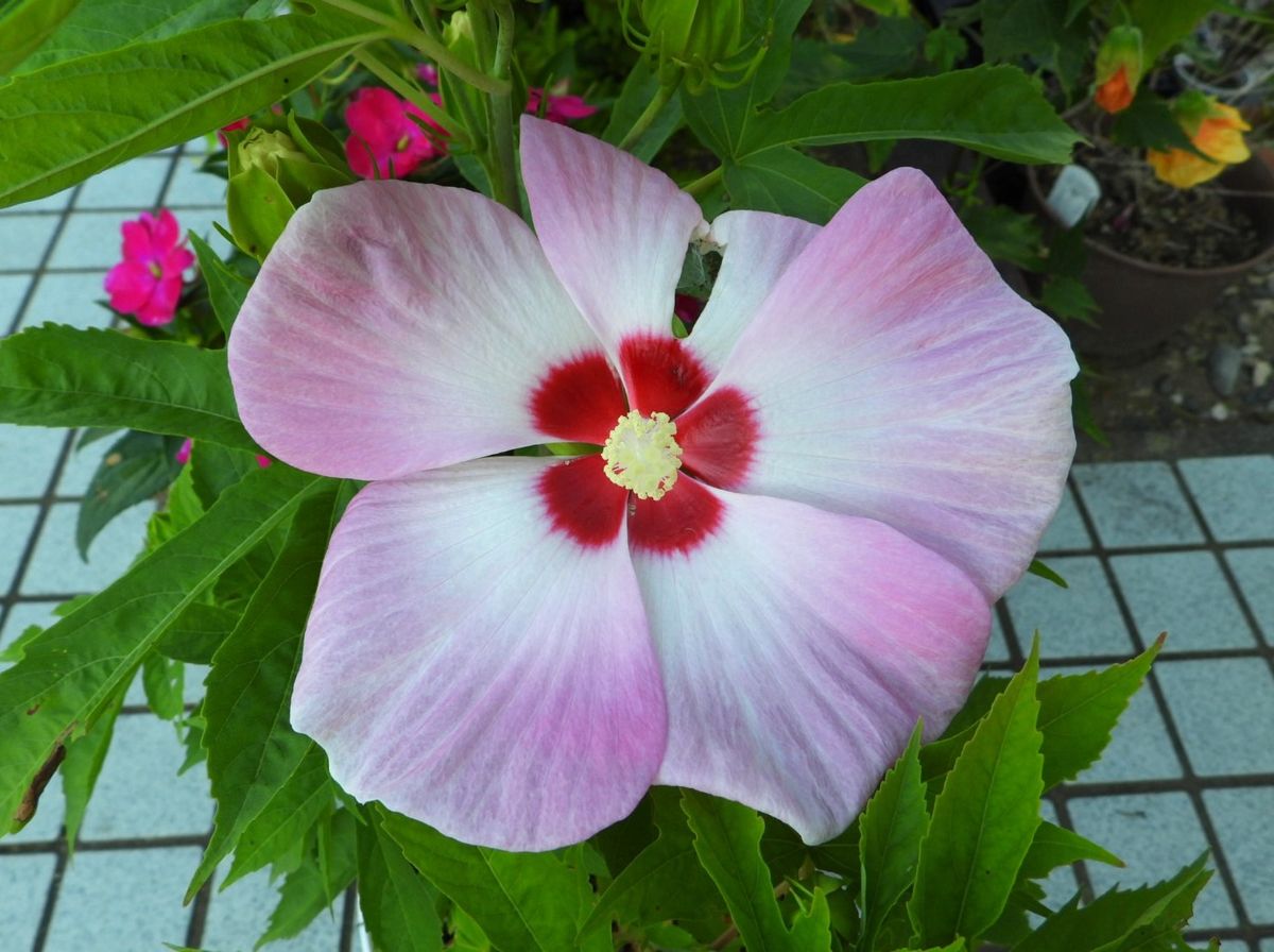 タイタンキッズ開花♪