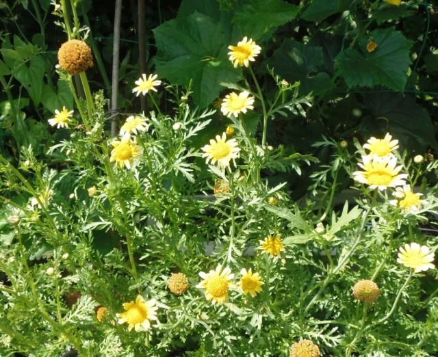 団子より花。野菜の花