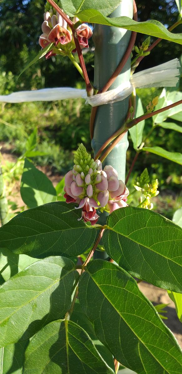 野菜の花