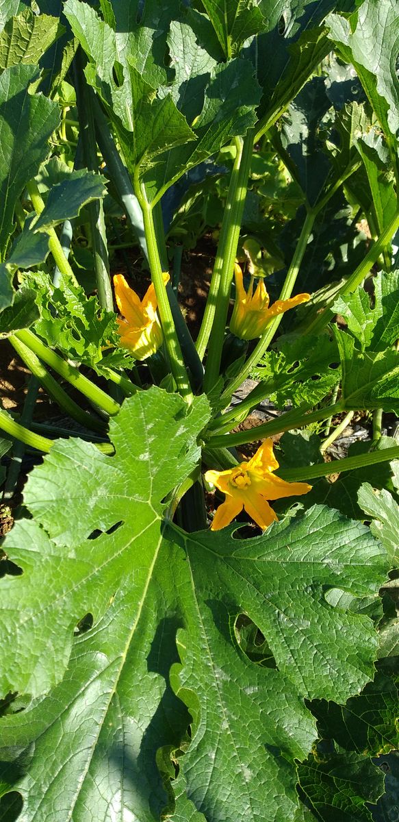 野菜の花