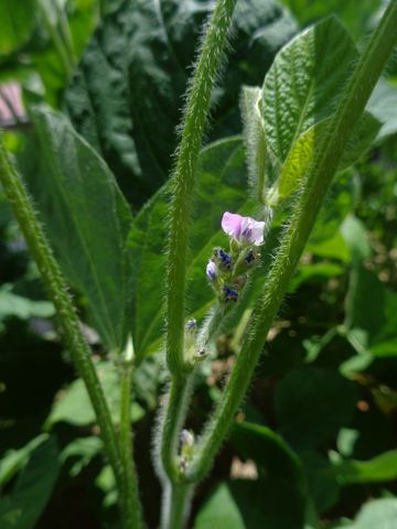 野菜の花