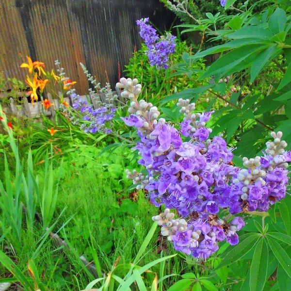 散歩道の花～セイヨウニンジンボク