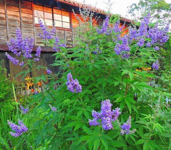 散歩道の花～セイヨウニンジンボク